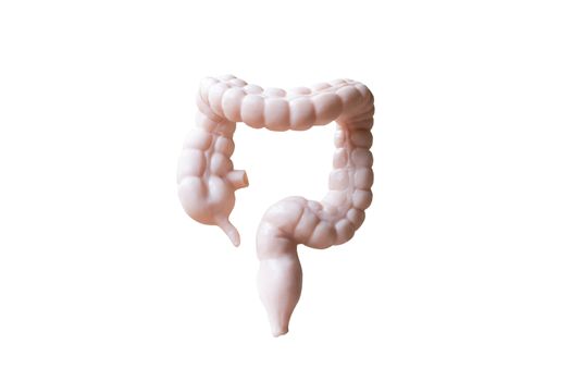 Human Large intestine  Anatomical Model isolated on white background
