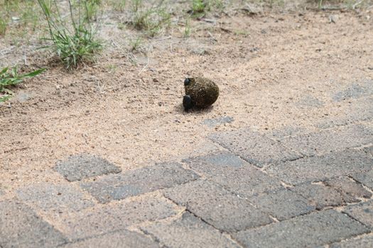 Two dung beetles are rolling a dung ball across the road