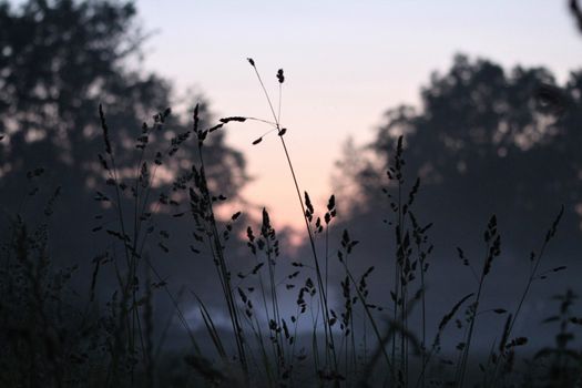 Long grasses against a beautyful red colored sky