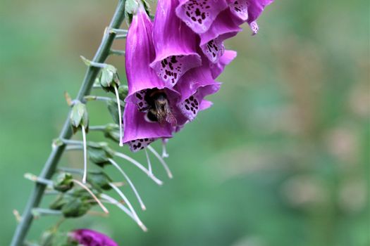 A close up of a pink foxglove in the forest against a dark background