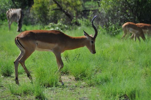 impala in the african bush in front of trees and thoen bushes