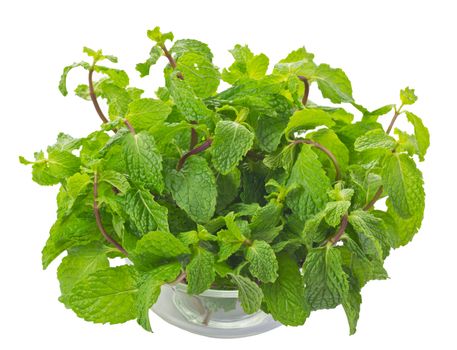 Mentha cordifolia Opiz known as Mint, isolate on white background and clipping path