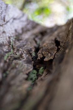 bark of a tree in winter on a sunny day