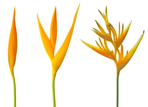 Alan Carle, Heliconia flower isolated on white background and clipping path