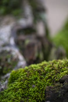 wild moss on a tree in winter on a sunny day