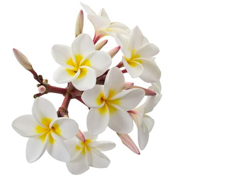 Plumeria flowers isolated on white background and clipping path