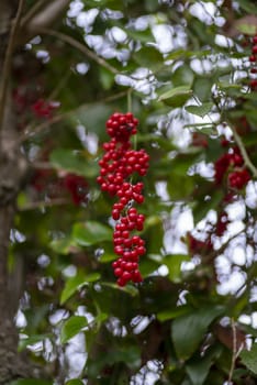 wild cluster berries born from a wild primavara plant