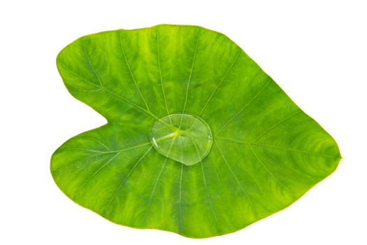 Colocasia esculenta aquatilis Hassk known as "Elephant Ear Plant" with water drop isolated on white background and clipping path