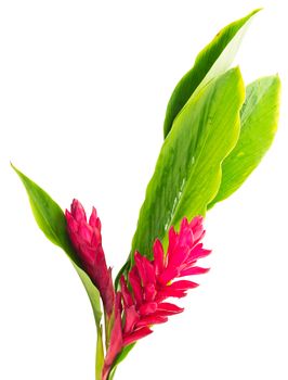 Red Ginger flower isolated on white background and clipping path