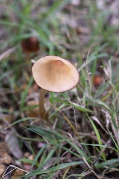 wild mushroom family born in a wood in spring