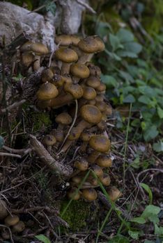 wild mushroom family born in a wood in spring