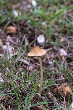 wild mushroom family born in a wood in spring