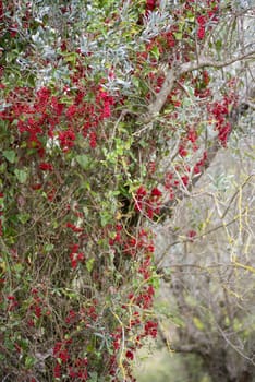 wild cluster berries born from a wild primavara plant