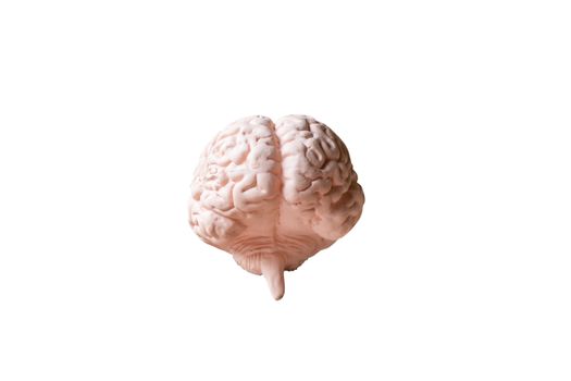 Human brain Anatomical Model isolated on white background