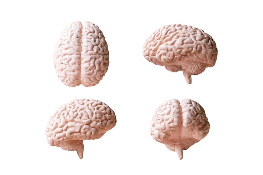 Human brain Anatomical Model isolated on white background