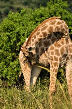 Giraffe sniffs her right hind leg in front of some trees in the bush