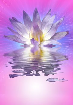 Lotus flower on water surface. Pink colors