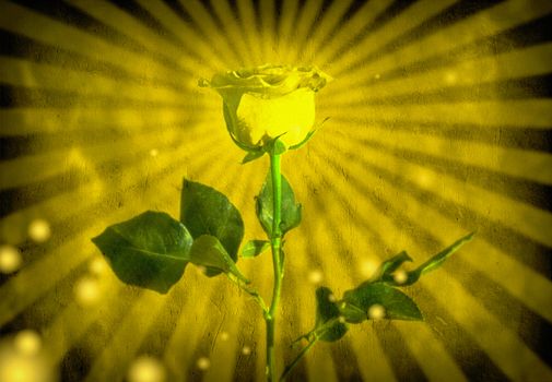 Yellow rose. Background with light rays