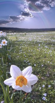 Narcissus field. Mountains at the horizon and cloudy sky.