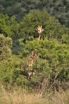 Giraffe looks out from the trees in the bush with mountains in the background