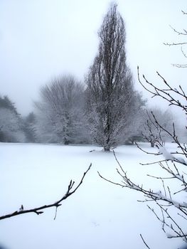 Frozen forest trees with snow