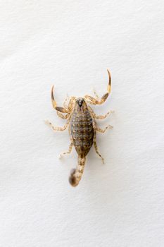 Close Up Brown Scorpion on white background.