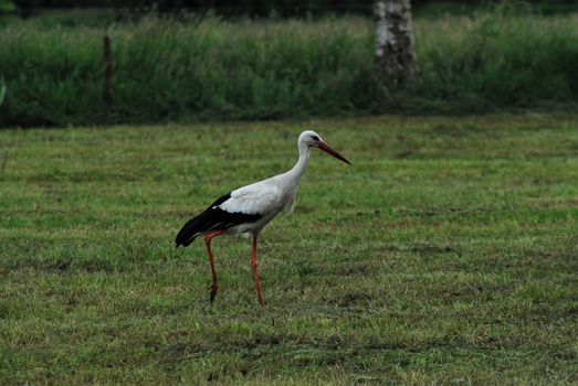 A white storck on a mown green pasture