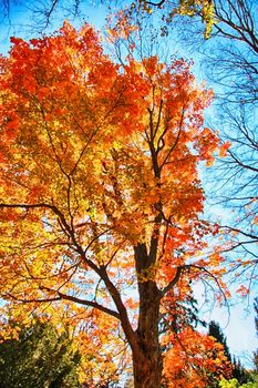 Beautiful autumn maple tree