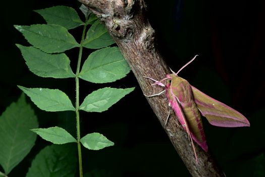 Large elephant hawk-moth perches on a red barked branch, adjacent to young green leaves. The moths eye is visible under its raised antennae. Body and wings of striking color and pattern