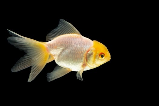 Goldfish macro white head