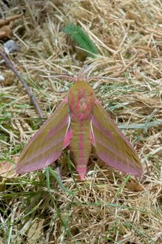 This photo taken of the back of a large elephant hawk moth shows the recognizable pink colors and patterning that makes this moth so distinctive.