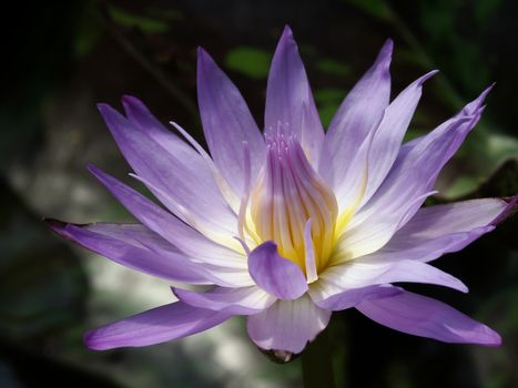 Pink lotus flower and green leafs