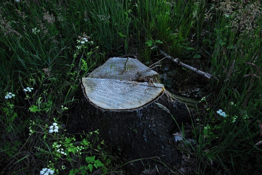 A tree stump in the forest