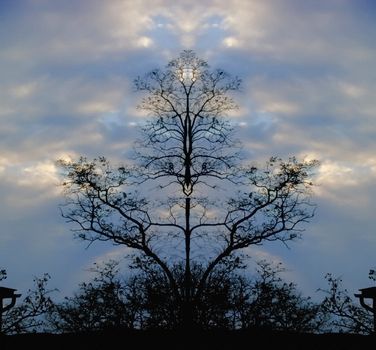 Surreal trees at the dusk. Cloudy dark sky