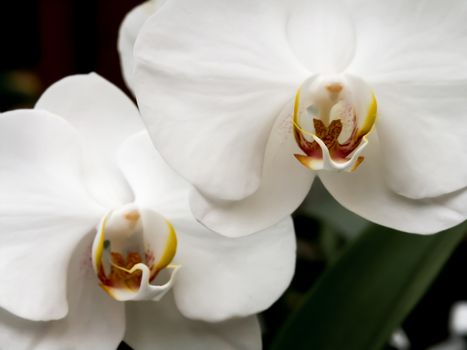 White orchids flowers. Exotic plants