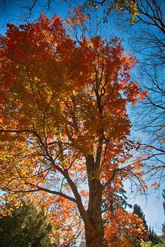 Beautiful autumn maple tree