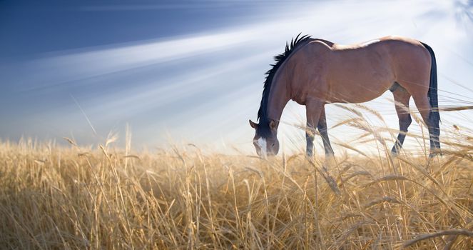 Horse grazing in field. Sun shine