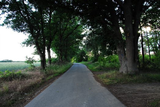 Asphalt road with trees at both sides