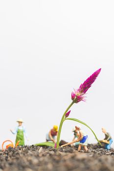 Miniature people , Gardeners take care growing plants  in The field , Environment concept