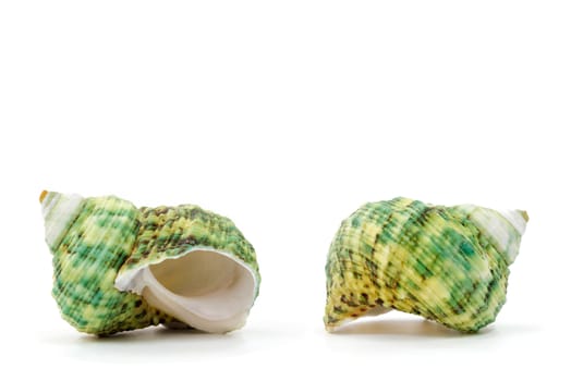Sea shell on white background