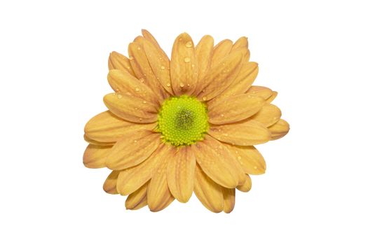 Beautiful gerbera flower with drops on white background