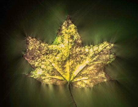 Kirlian glowing photography of beautiful autumn leaves showing a lot of energy