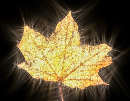 Kirlian glowing photography of beautiful autumn leaves showing a lot of energy
