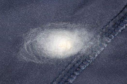 Spider eggs and egg sacs on navy blue fabric