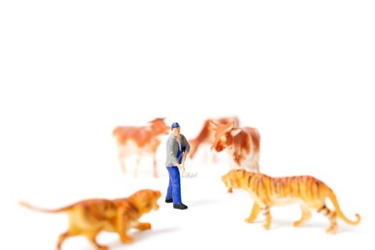Miniature people farmer protecting cow when the tiger attacked on white background