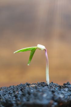 Green  sprouts growing over brown background , Seedling and Plant