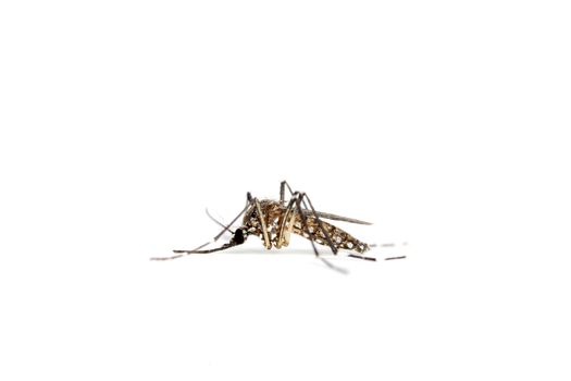 Closeup A Mosquito isolated on a white background