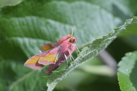 natural sunlight hits this colorful small elephant hawk moth and the furry leaf and surroundings it is perched amongst.