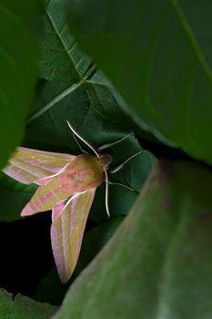 Thick green leaves frame this large pink and mustard furry elephant hawk moth as it spends the daylight hours under cover.