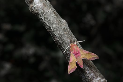 An ant approaches the face of a small elephant hawk moth as it perches on grey and brown branch. The moths incredible colors are a stark contrast to the dull tones of the rest of the image.